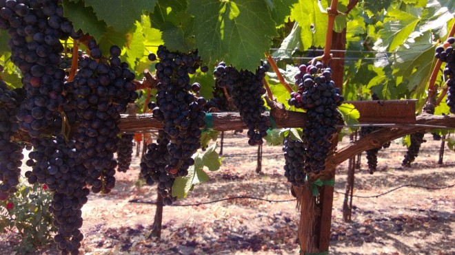 Merlot grapes at Bell Wine Cellars